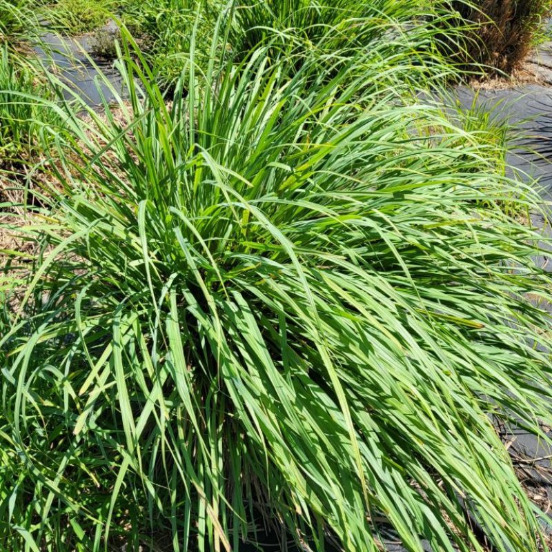 Waialua Growers Certified Organic Herbs Hawaii