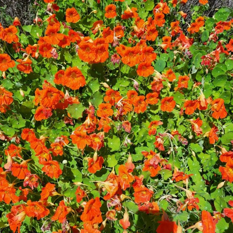 Waialua Growers Certified Organic Herbs Hawaii