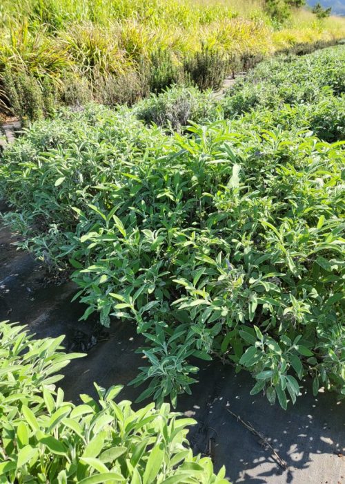 Waialua Growers- Certified Organic Herbs Oahu, Hawaii