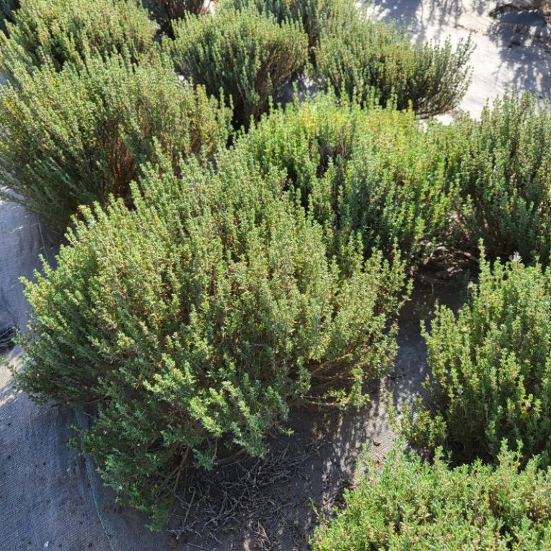 Waialua Growers Certified Organic Herbs Hawaii