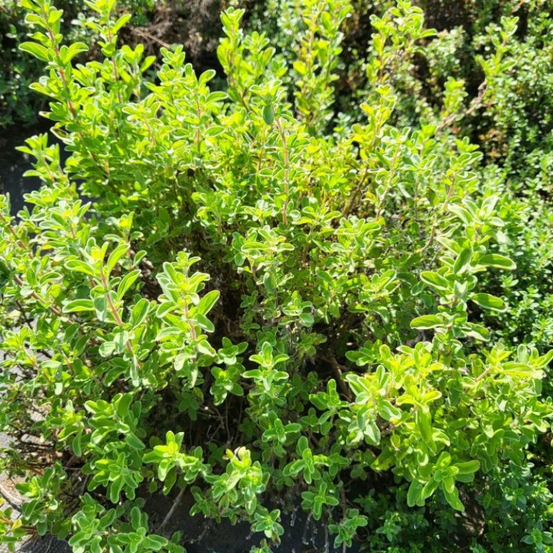 Waialua Growers Certified Organic Herbs Hawaii