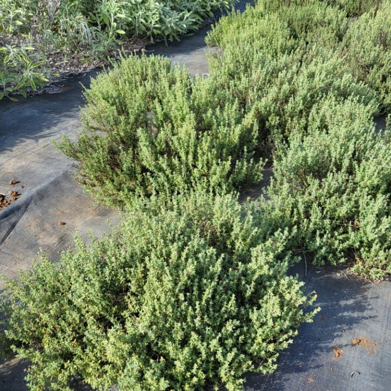 Waialua Growers Certified Organic Herbs Hawaii