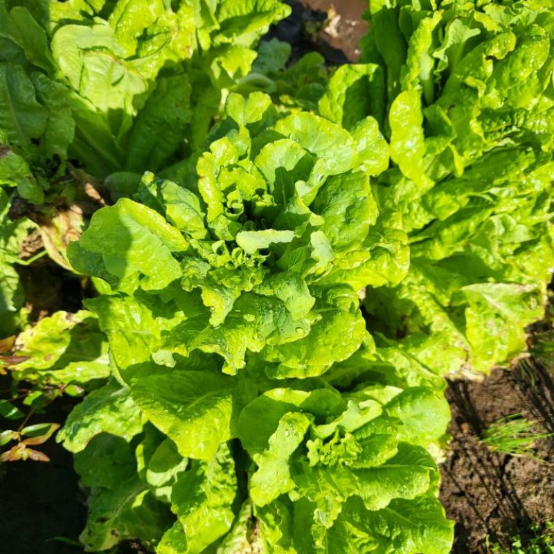 Waialua Growers Certified Organic Herbs Hawaii