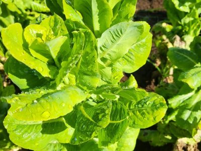 Waialua Growers- Certified Organic Herbs Oahu, Hawaii